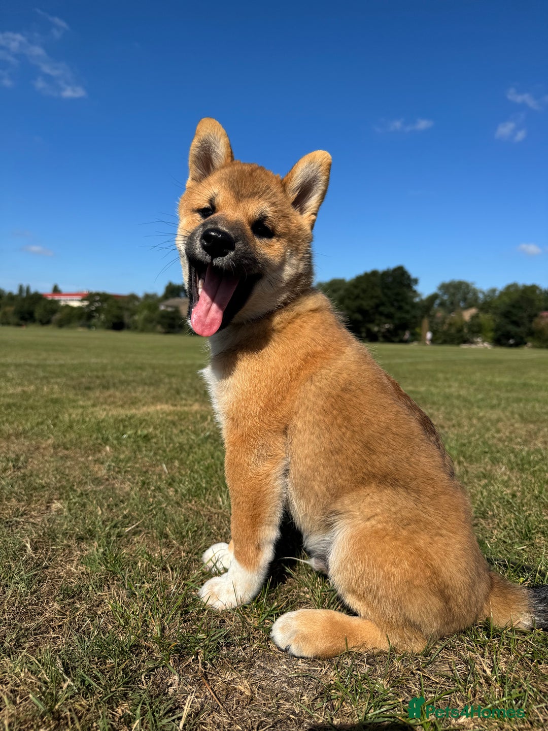 Japanese Shiba Inu dogs for sale: 🐾 Shiba Inu Puppies Available in London - Image 2