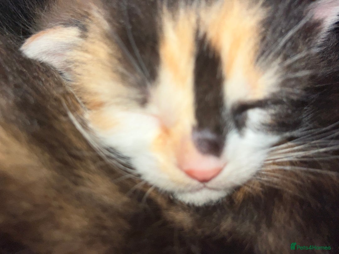 Mixed Breed cats for sale: 5 gorgeous kittens - Image 21