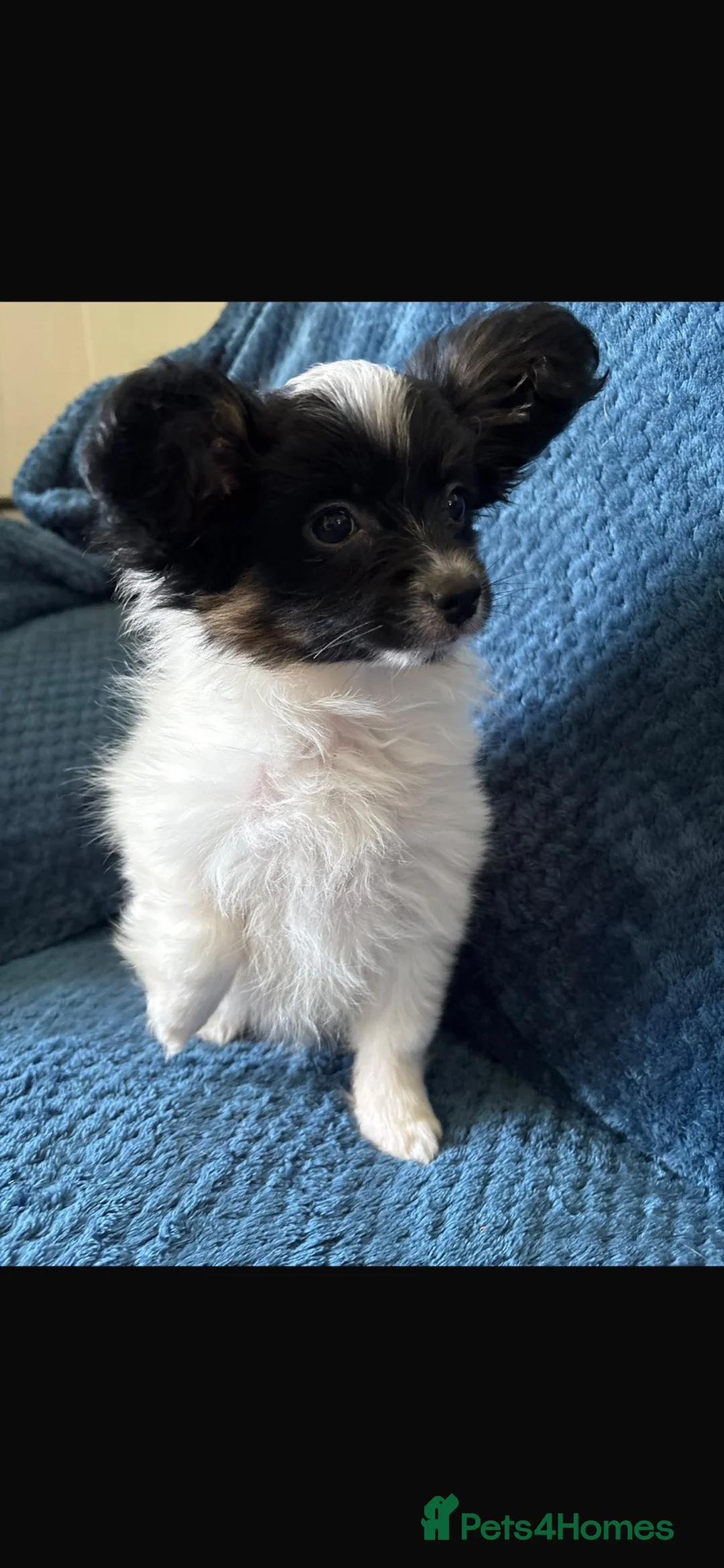 Papillon dogs for sale: Tan & black papillon puppies  - Advert 11