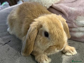Mini Lop rabbits 🩷Beautiful Mini Lops🩷 READY NOW - Advert 11