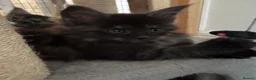 Maine Coon cats for sale: Champion line Maine coon active kittens - Advert 5