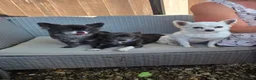 Chihuahua dogs for sale: Beautiful 3yr old Chihuahua for sale - Advert 4