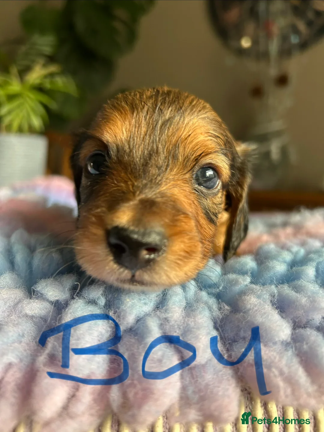 Miniature Dachshund dogs for sale: Miniature long haired dachshund  - Advert 4