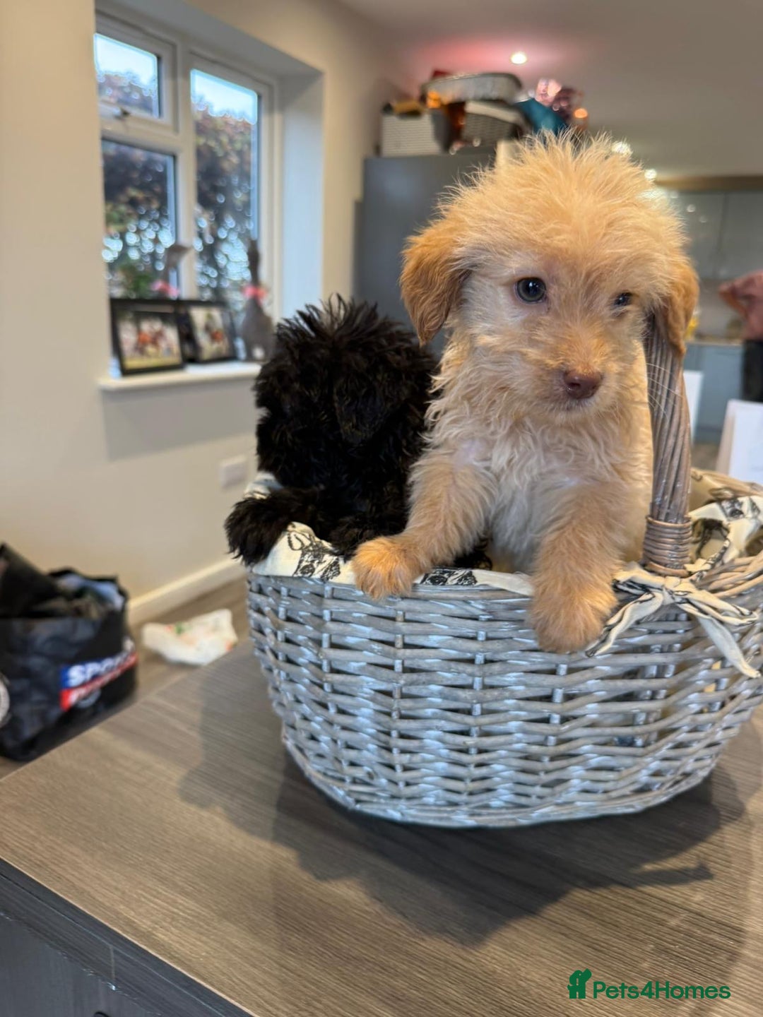 Labrador Retriever dogs for sale: Ready now labradoodles  - Image 1