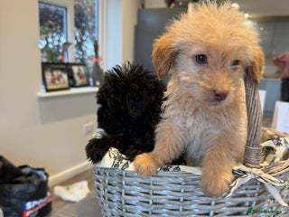 Labrador Retriever dogs Ready now labradoodles - Advert 16