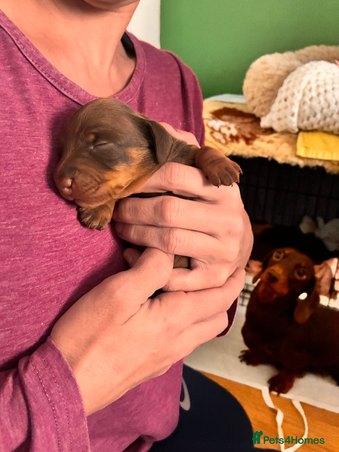 Miniature Dachshund dogs for sale: KC Miniature Dachshund puppies - Advert 4