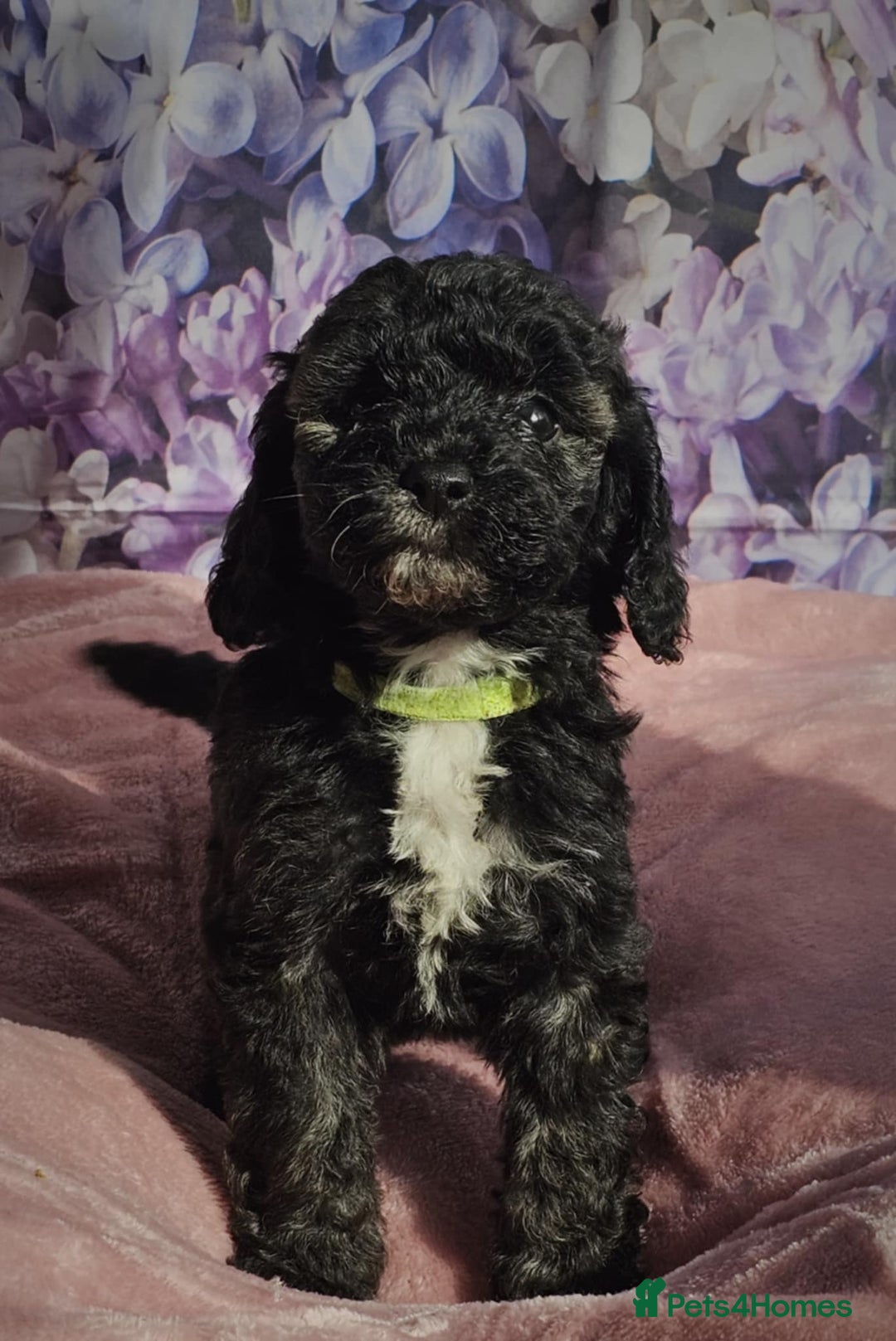 Cockapoo dogs for sale: sable & phantom & tri colour cockapoo puppies  - Image 31