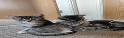 Mixed Breed cats for sale: Unique Tabby kittens   looking for a forever home  in Doncaster - Advert 12