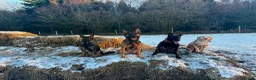 Mixed Breed dogs for sale: Security Dog for Sale  - Advert 4