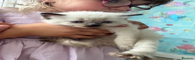 Ragdoll 6