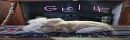 Angora rabbits for sale: Gorgeous Angora Rabbits, Pure Bred Full Faced. - Advert 26