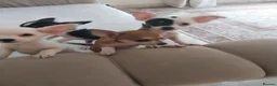 Chihuahua dogs for sale: Chihuahua puppies  in Kilmarnock - Advert 1