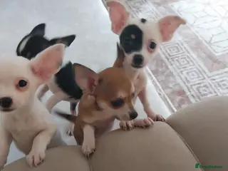 Chihuahua dogs Chihuahua puppies - Advert 1