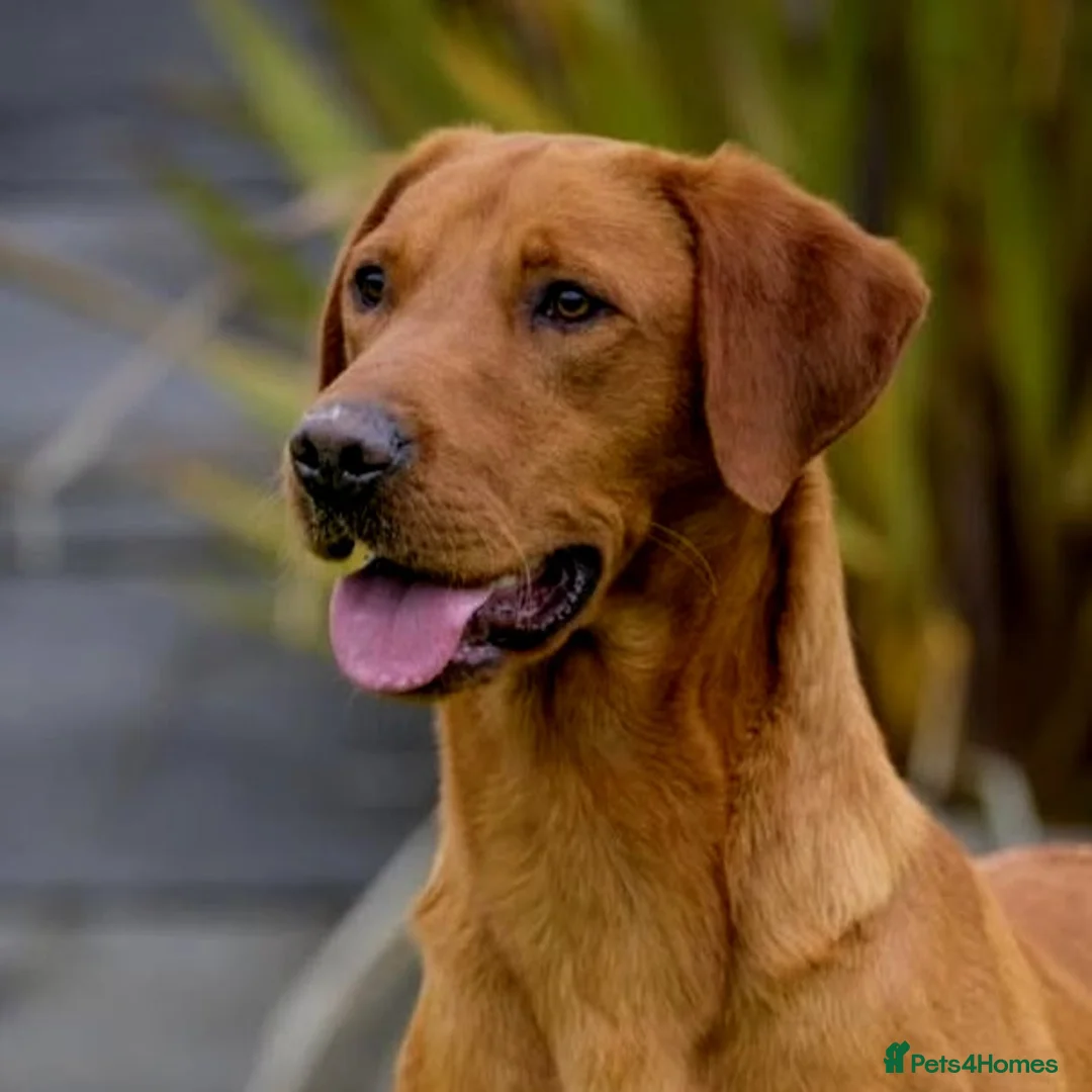 Labrador Retriever dogs for stud: KC Fox Red Lab Stud Fully Health Tested 37Ftch/Ftw in Corwen - Advert 12