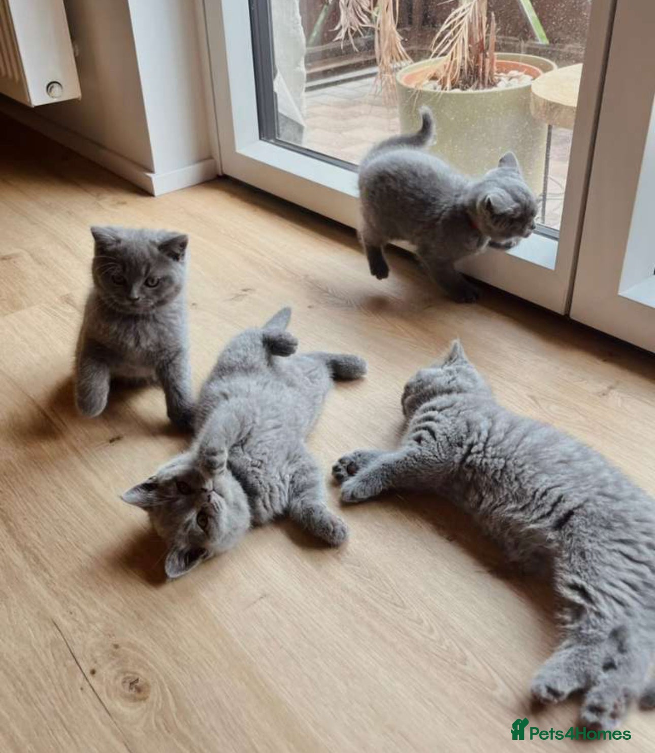 British Shorthair cats british shorthair kittens - Advert 18