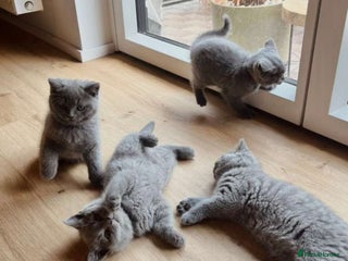 British Shorthair cats british shorthair kittens - Advert 5