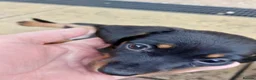 Miniature Dachshund dogs for sale: Miniature dachshund  - Advert 7
