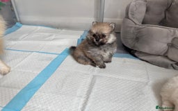 Pomeranian dogs for sale: Pomeranian pups🩵🩷 - Image 12