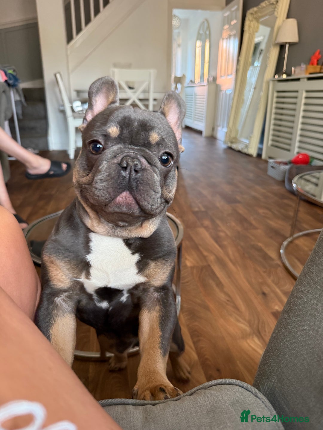 French Bulldog dogs for stud: 🐾 FRENCH BULLDOG STUD – MEET REGGIE! 🐾 - Advert 6