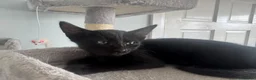 Mixed Breed cats for sale: Beautiful litter is Siamese mixed breed kittens - Advert 14