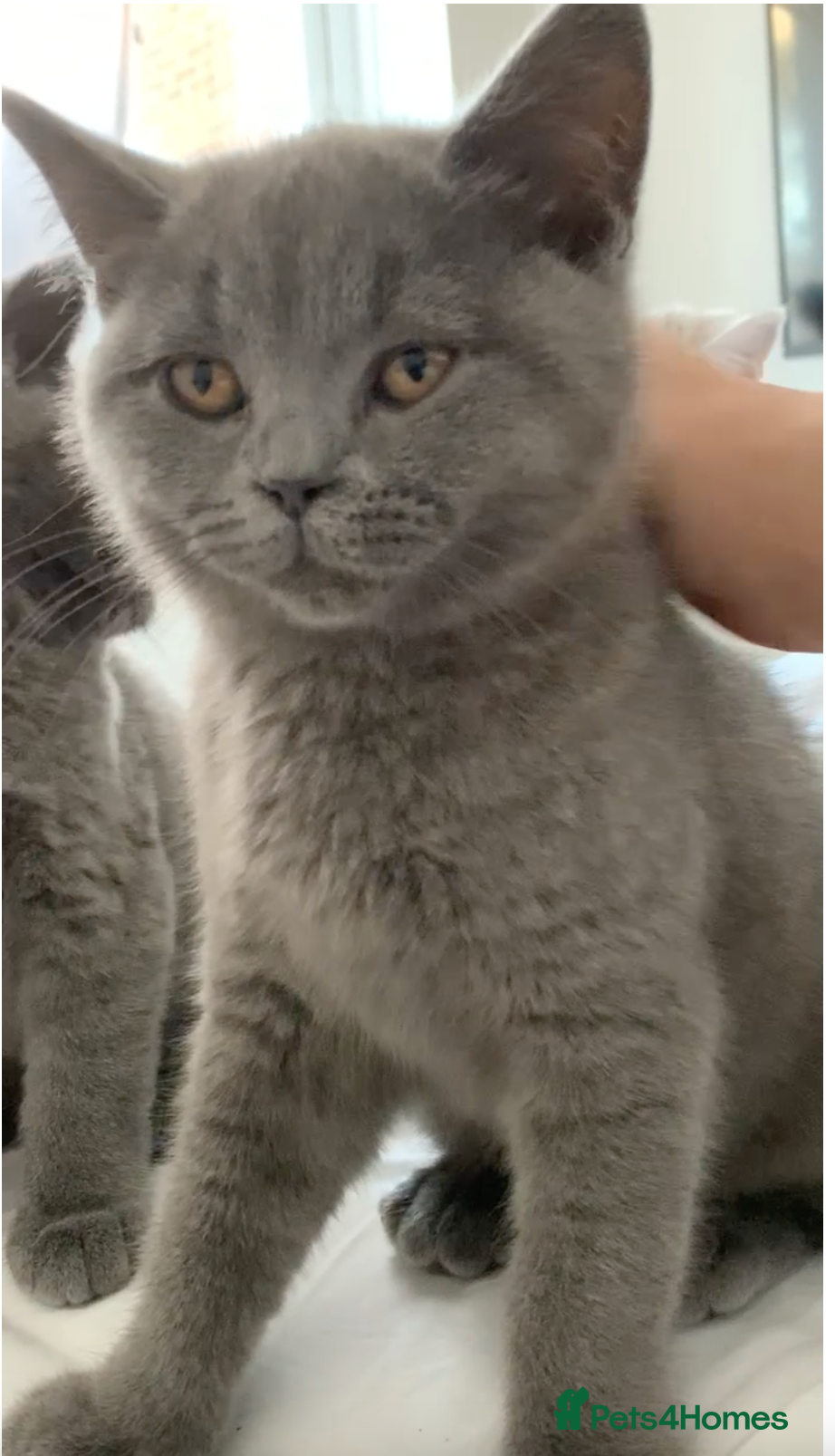 British Shorthair cats British Shorthair Blue Kittens 💛 Raised with Love - Advert 2