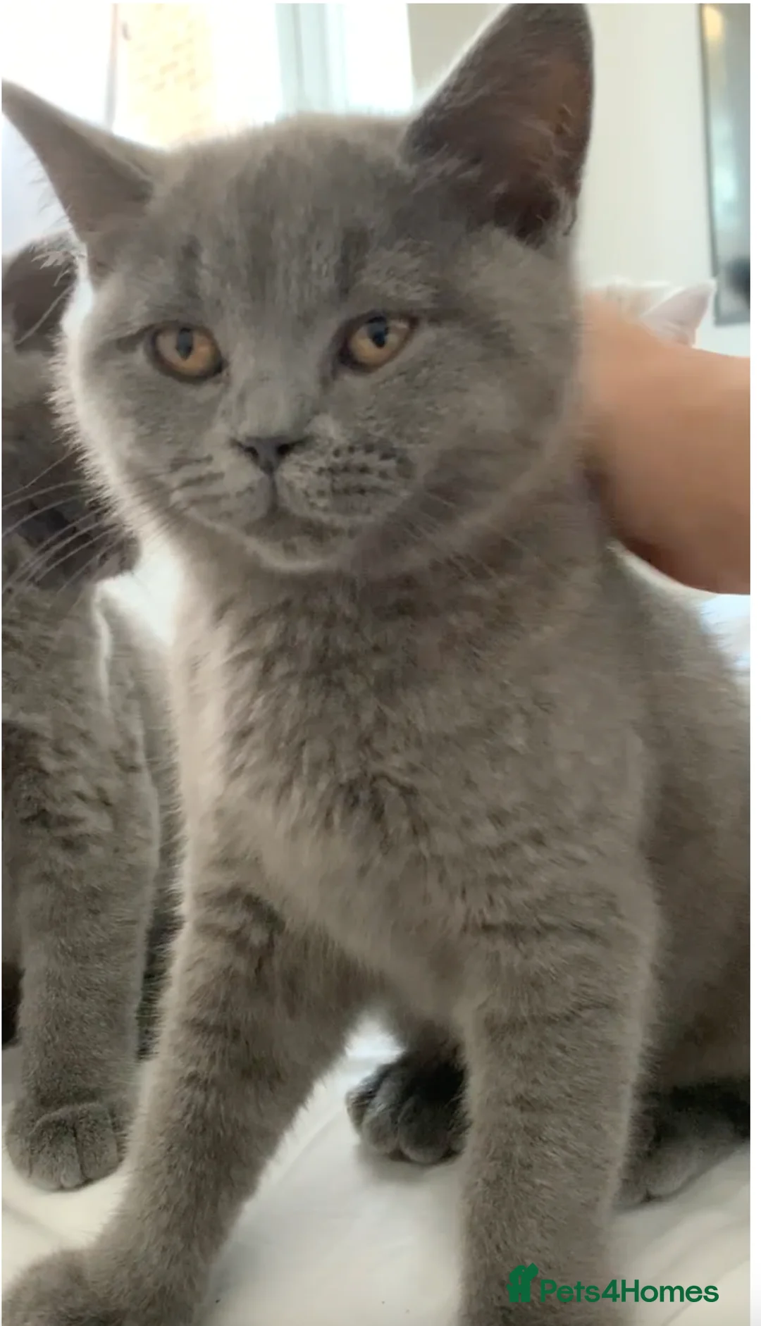 British Shorthair cats for sale: British Shorthair Blue Kittens 💛 Raised with Love - Advert 1