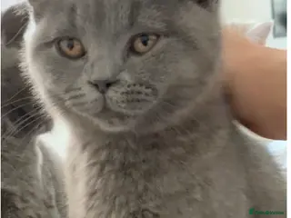 British Shorthair cats British Shorthair Blue Kittens 💛 Raised with Love - Advert 16