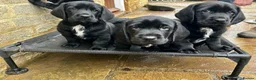 Mixed Breed dogs for sale: Basset x Labrador ( Bassador)  - Advert 1