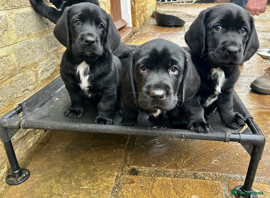 Mixed Breed dogs for sale: Basset x Labrador ( Bassador)  - Advert 1