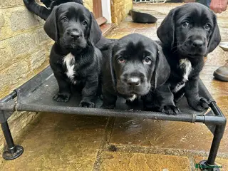 Mixed Breed dogs Basset x Labrador ( Bassador) - Advert 12