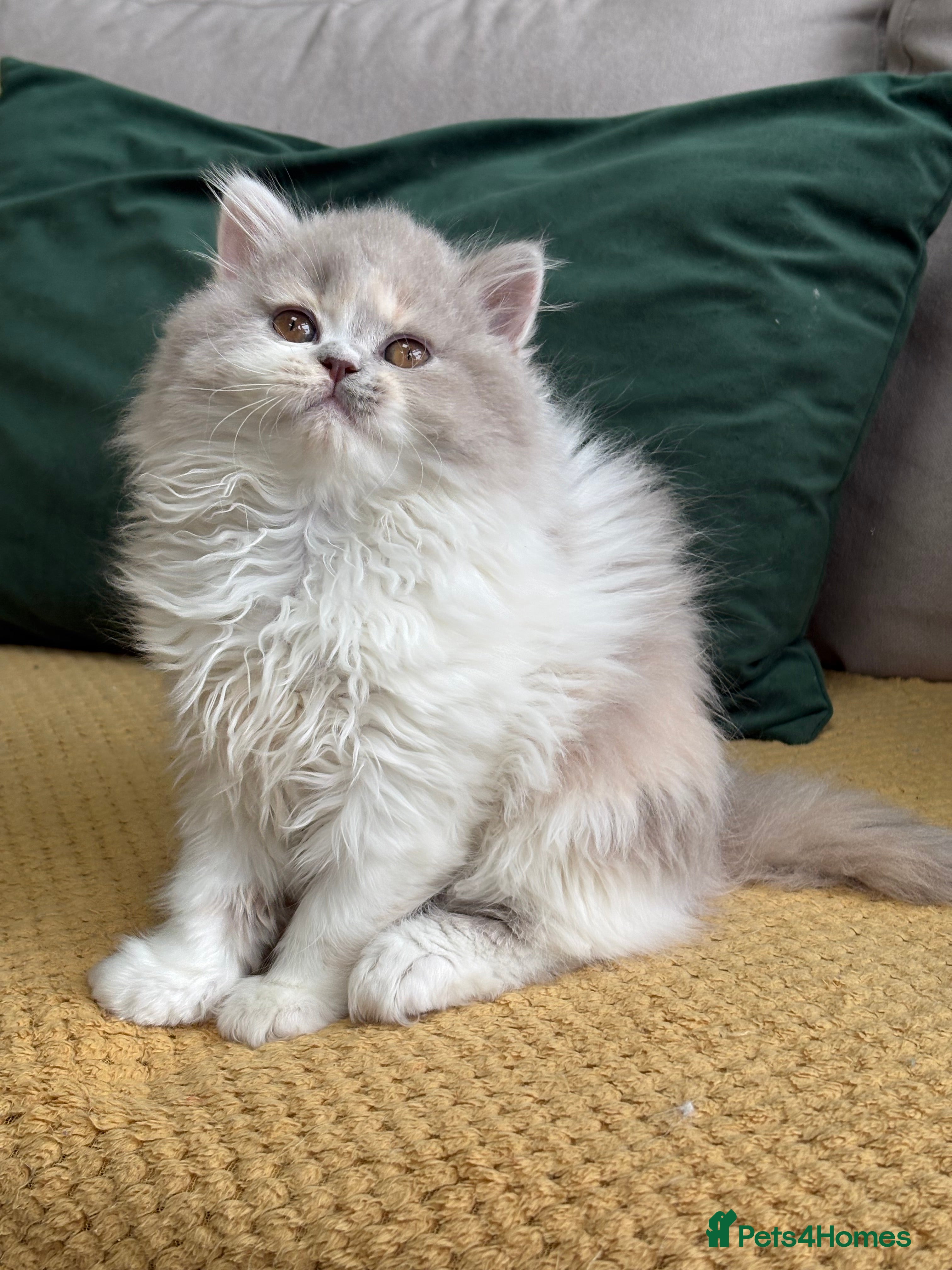 British Longhair cats Gccf registered Beautiful lilac tortie and white  - Advert 3