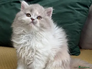 British Longhair cats Gccf registered Beautiful lilac tortie and white - Advert 3