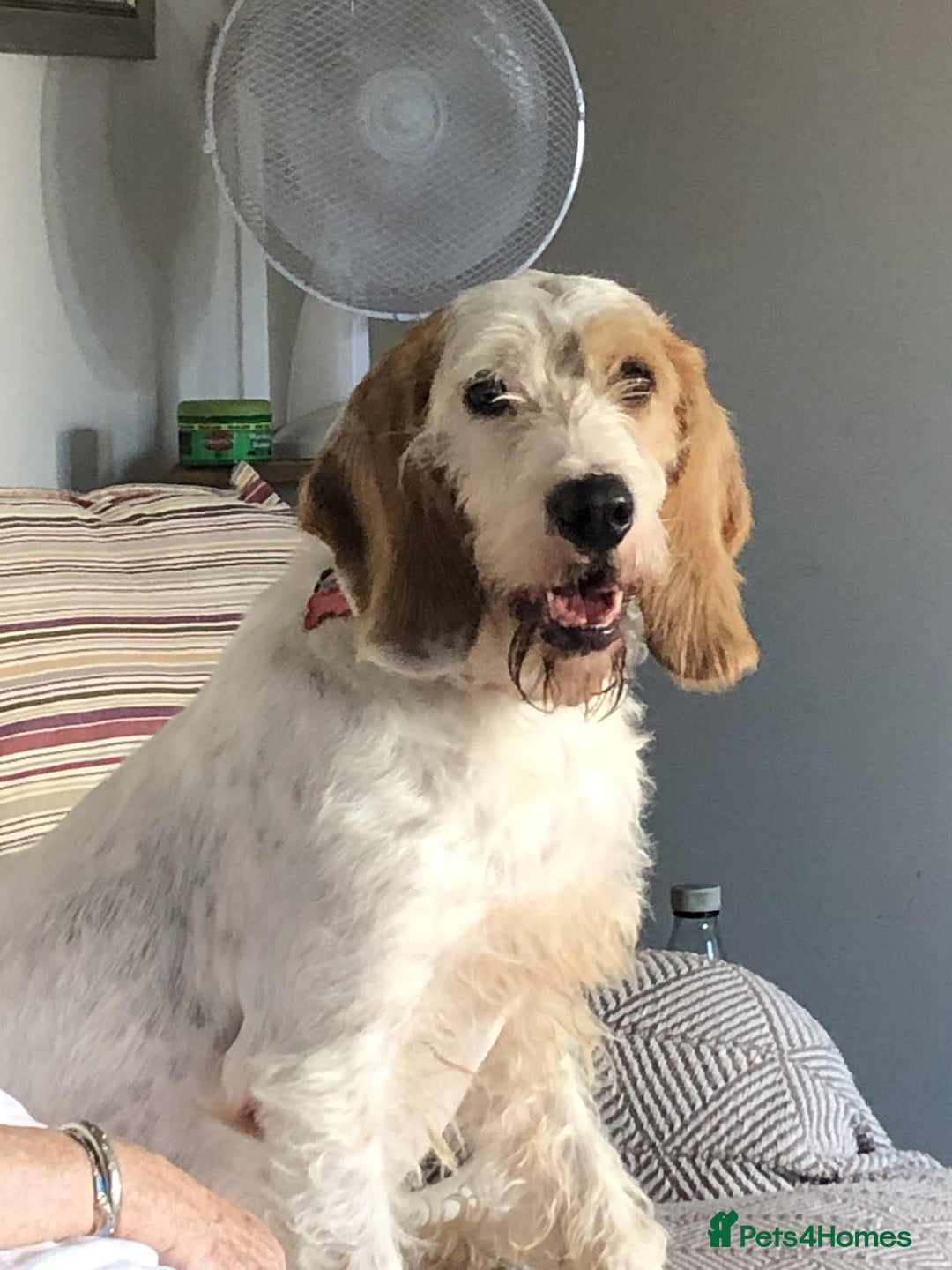 Mixed Breed dogs for adoption: Rufus - lovely Grand Griffon Vendeen for adoption - Image 1