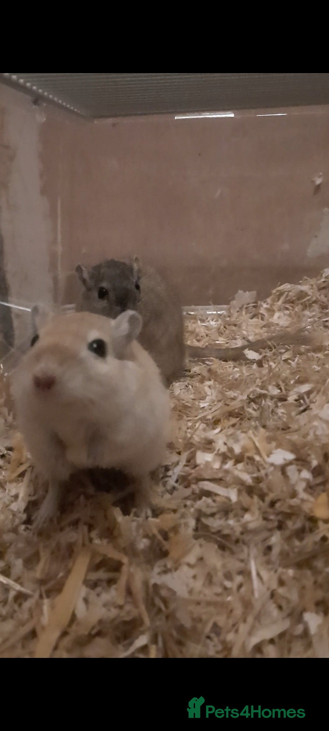 Gerbil rodents 3 gerbils +cage +supplies for sale  - Advert 18