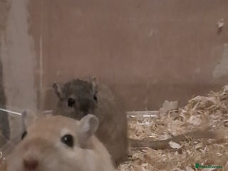 Gerbil rodents 3 gerbils +cage +supplies for sale - Advert 6