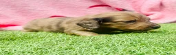 Miniature Dachshund dogs for sale: Long haired miniature dachshund puppies - Advert 21
