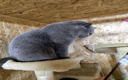 British Shorthair cats for stud: BEST QUALITY STUD -IMPORTED FROM EU in Cheltenham - Image 9