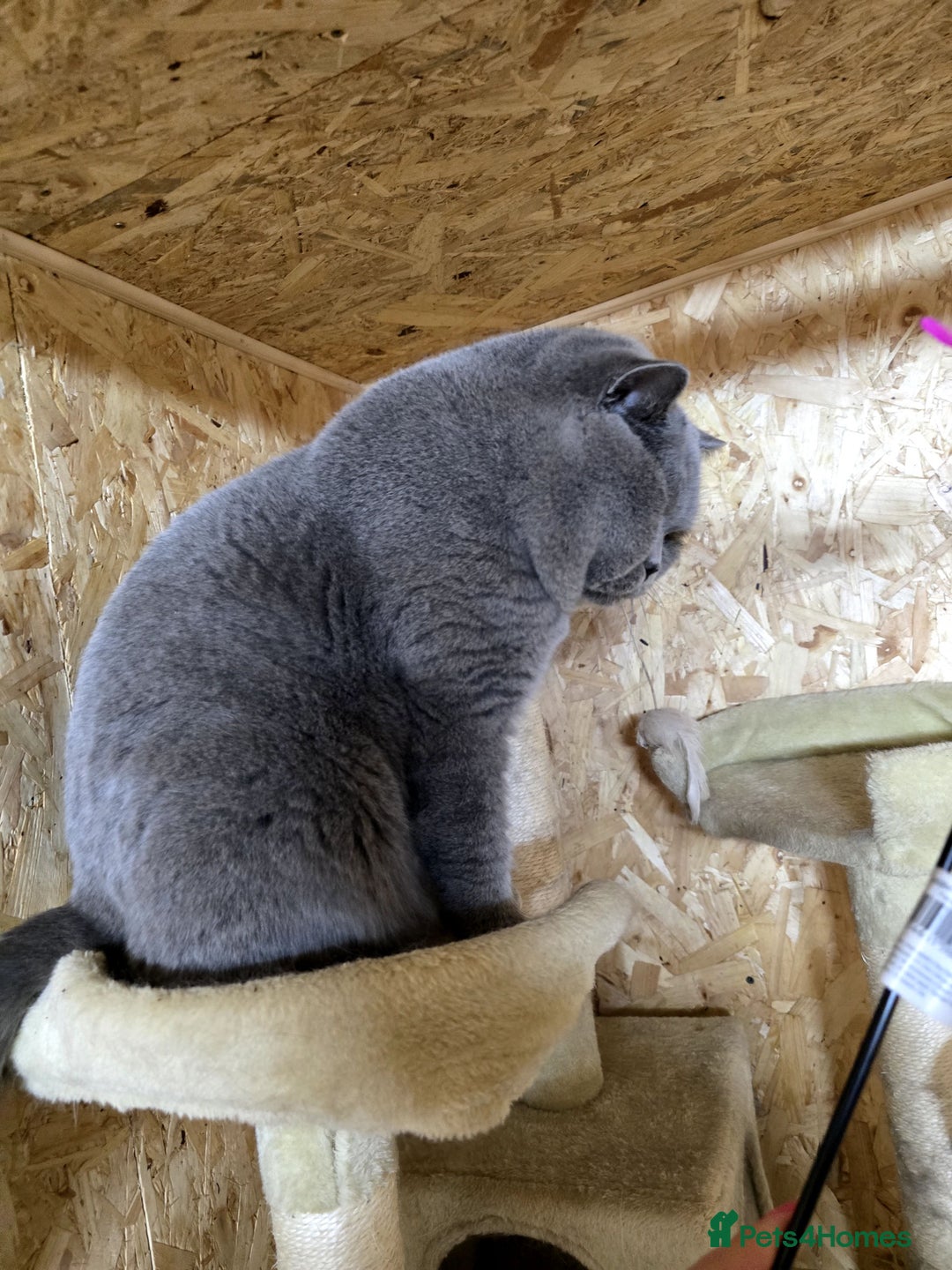 British Shorthair cats for stud: BEST QUALITY STUD -IMPORTED FROM EU in Cheltenham - Image 9