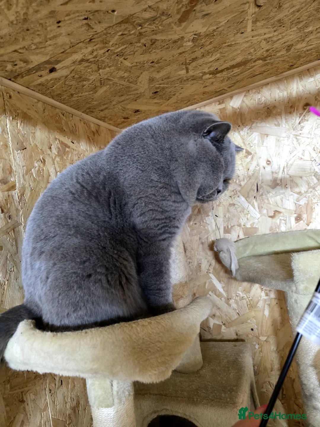 British Shorthair cats for stud: BEST QUALITY STUD -IMPORTED FROM EU in Cheltenham - Advert 9