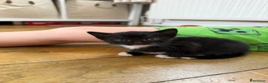 Black kitten with white feet