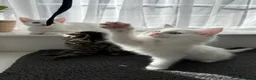 Turkish Angora cats for sale: Cute Turkish Angora x British Shorthair Kitten - Advert 4