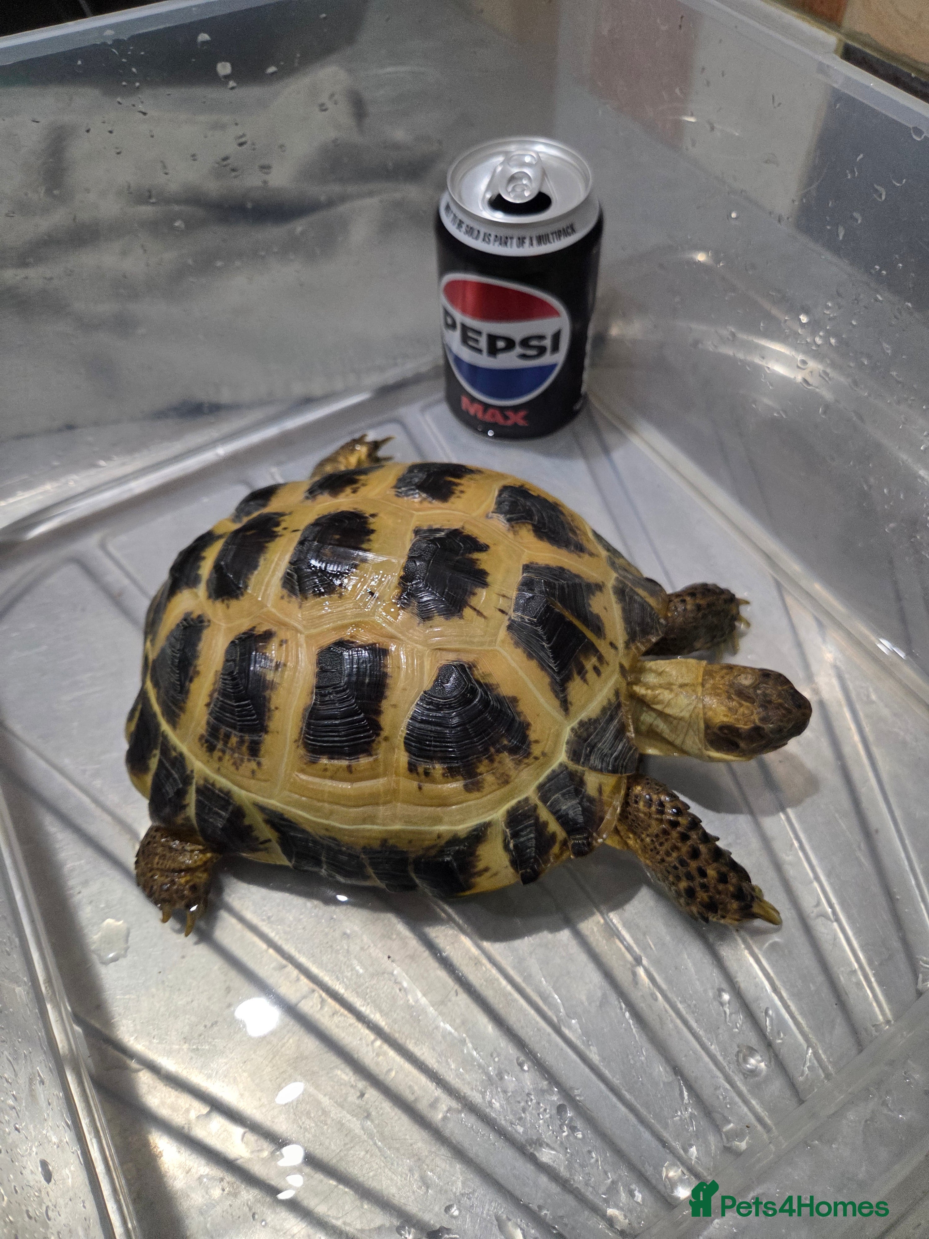 Tortoise reptiles Tortoise and vivarium for sale - Advert 4