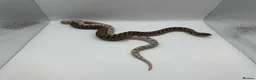 Snake reptiles for sale: 1.1 CB Hognose - Super Arctic Conda & Sable - Advert 3