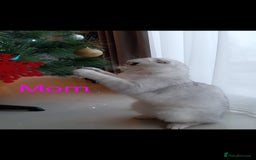 Scottish Fold cats for sale: 💞Beautiful Scottish Fold and Straight kittens🐾 - Image 34