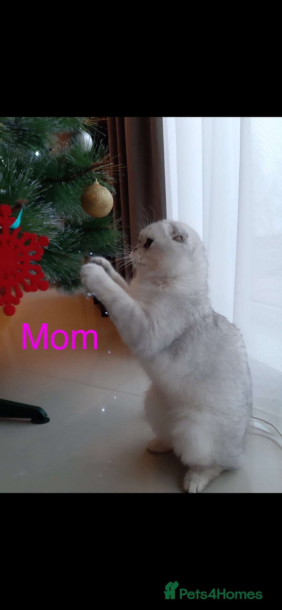 Scottish Fold cats for sale: 💞Beautiful Scottish Fold and Straight kittens🐾 - Image 34