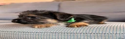 Border Terrier dogs for sale: 6 Beautiful Border Terrier Puppies SLEM CLEAR🐶 - Advert 11