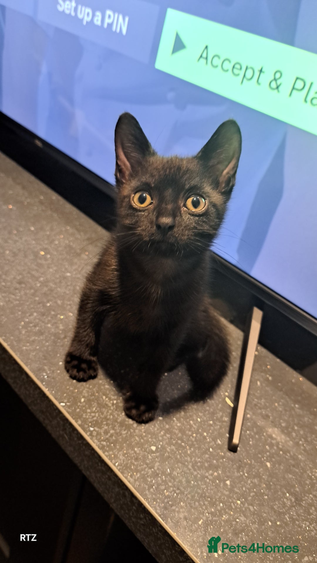 British Shorthair cats for sale: Kittens needing a loving home  - Image 1