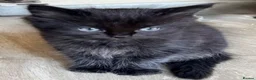 Maine Coon cats for sale: Maine coon kitten - Advert 1
