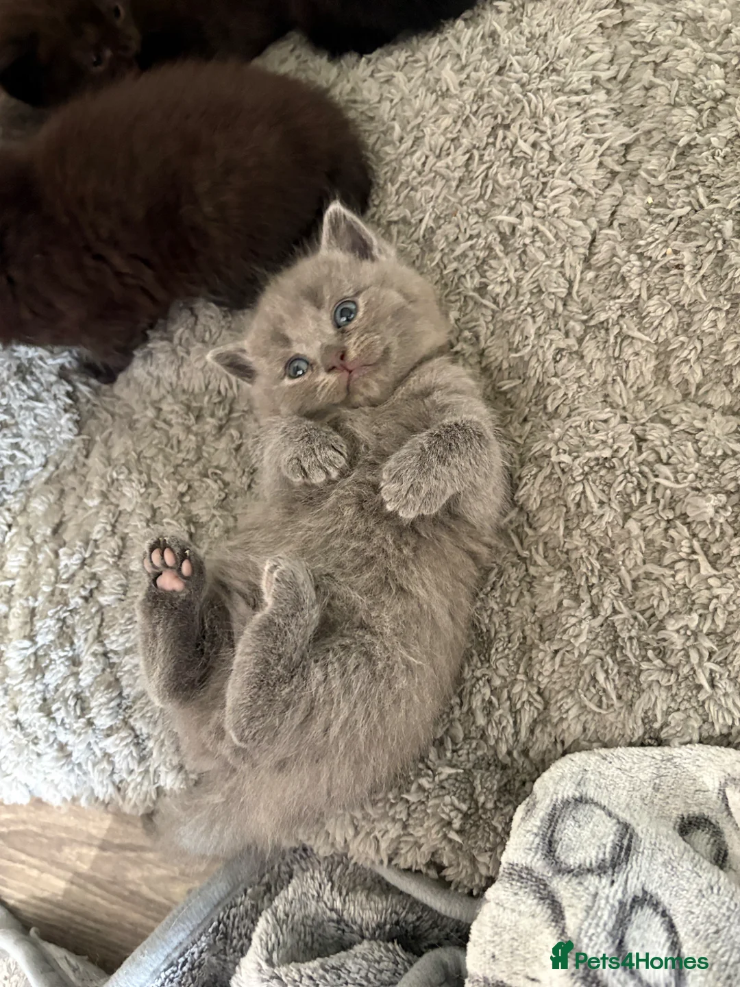 British Shorthair cats for sale: 6 British Shorthair Kittens in Shefford - Advert 1