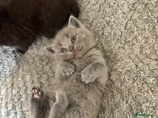 British Shorthair cats 6 British Shorthair Kittens - Advert 1